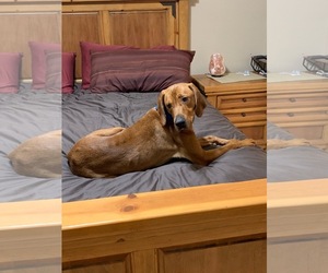 Redbone Coonhound Dogs for adoption in Albuquerque, NM, USA