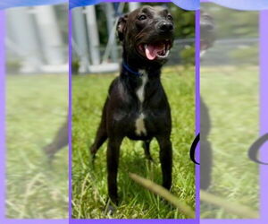 American Pit Bull Terrier-Unknown Mix Dogs for adoption in Jacksonville, NC, USA