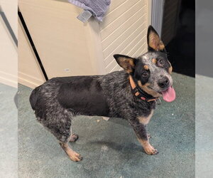 Mutt Dogs for adoption in Chico, CA, USA