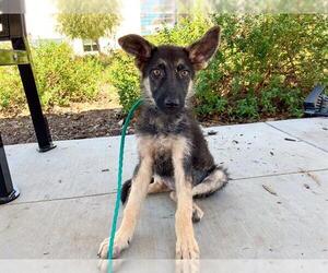 German Shepherd Dog Dogs for adoption in Orange, CA, USA