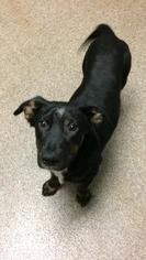 Rottweiler Dogs for adoption in Sanford, FL, USA
