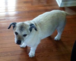 Border Terrier Dogs for adoption in Drexel, MO, USA