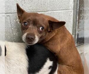 Chihuahua Dogs for adoption in Stockton, CA, USA
