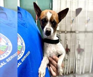 Chihuahua Dogs for adoption in San Bernardino, CA, USA