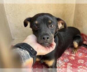Chiweenie Dogs for adoption in Oklahoma City, OK, USA