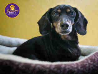 Dachshund Dogs for adoption in Norfolk, VA, USA