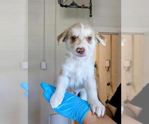 Gerberian Shepsky Dogs for adoption in Frisco, CO, USA