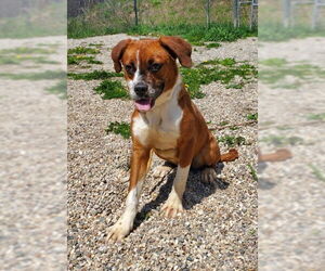 Labrador Retriever Dogs for adoption in Lake City, MI, USA