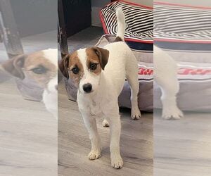 Jack Russell Terrier Dogs for adoption in Carrollton, TX, USA