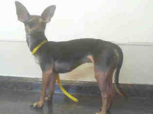 Chihuahua Dogs for adoption in Las Vegas, NV, USA