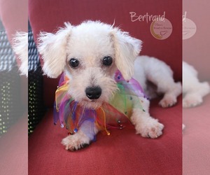 Bichon Frise Dogs for adoption in Benton, LA, USA