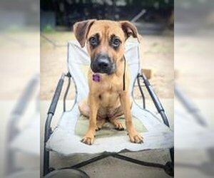 Black Mouth Cur-Chihuahua Mix Dogs for adoption in Pleasanton, TX, USA