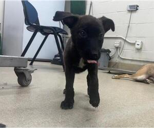 German Shepherd Dog-Unknown Mix Dogs for adoption in Grand Prairie, TX, USA