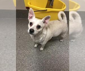 Chihuahua-Unknown Mix Dogs for adoption in Louisville, KY, USA