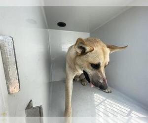 Huskies -Unknown Mix Dogs for adoption in Houston, TX, USA