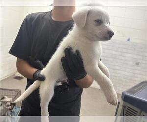 Border Collie Dogs for adoption in San Bernardino, CA, USA