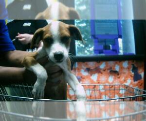 Parson Russell Terrier-Unknown Mix Dogs for adoption in Tulsa, OK, USA