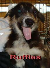 Mutt Dogs for adoption in Coleman, TX, USA