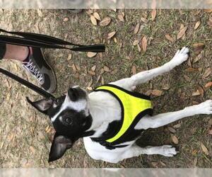 Rat Terrier Dogs for adoption in oakland, FL, USA