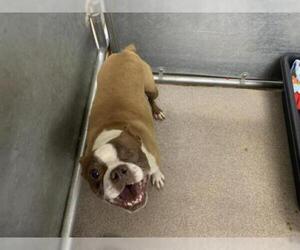 Boston Terrier Dogs for adoption in HESPERIA, CA, USA