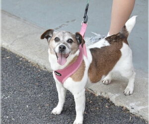 Jack Russell Terrier-Unknown Mix Dogs for adoption in Westwood, NJ, USA