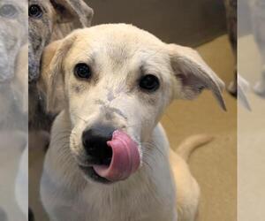 Labrador Retriever-Plott Hound Mix Dogs for adoption in Rockwall, TX, USA