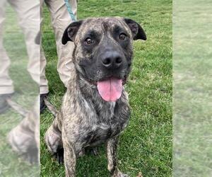 Dutch Shepherd -Mastiff Mix Dogs for adoption in Lee's Summit, MO, USA