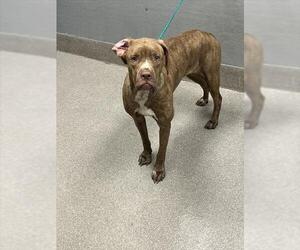 American Pit Bull Terrier-Unknown Mix Dogs for adoption in Las Vegas, NV, USA