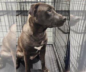 Staffordshire Bull Terrier Dogs for adoption in Bakersfield, CA, USA