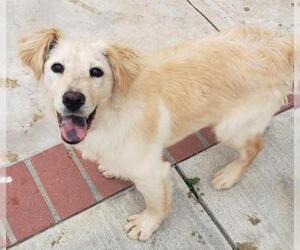 Golden Labrador Dogs for adoption in Long Beach, CA, USA