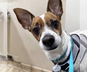 Jackshund Dogs for adoption in Pittsburg, CA, USA