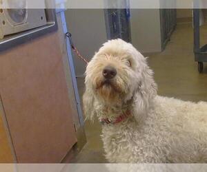 Poodle (Standard)-Unknown Mix Dogs for adoption in Sacramento, CA, USA
