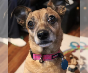Dachshund-Unknown Mix Dogs for adoption in Mankato, MN, USA
