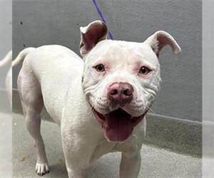 American Pit Bull Terrier-Unknown Mix Dogs for adoption in Las Vegas, NV, USA