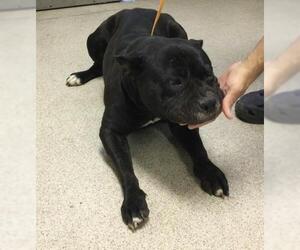 American Pit Bull Terrier Dogs for adoption in Riverside, CA, USA