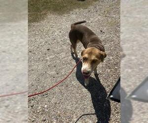 Labrador Retriever-Unknown Mix Dogs for adoption in Houston, TX, USA