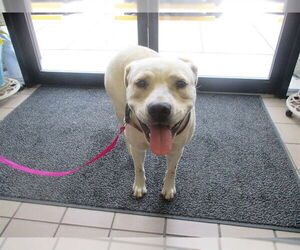 Labrador Retriever-Unknown Mix Dogs for adoption in Ocala, FL, USA