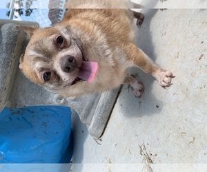 Chihuahua Dogs for adoption in Rustburg, VA, USA