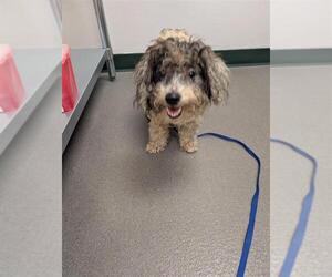 Poodle (Toy)-Unknown Mix Dogs for adoption in Corpus Christi, TX, USA