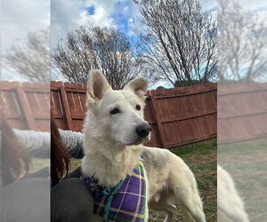 Unknown-white german shepherd Mix Dogs for adoption in Hoffman Estates, IL, USA