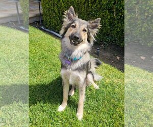 Australian Shepherd-German Shepherd Dog Mix Dogs for adoption in Mission Viejo, CA, USA