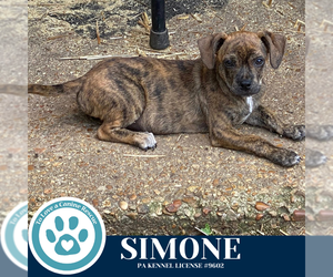 Chiweenie Dogs for adoption in Kimberton, PA, USA