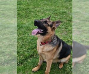German Shepherd Dog Dogs for adoption in Redmond, WA, USA