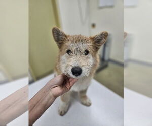 Pembroke Welsh Corgi-Unknown Mix Dogs for adoption in Agoura Hills, CA, USA