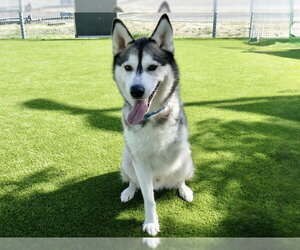 Siberian Husky Dogs for adoption in Martinez, CA, USA