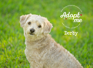 Maltipoo Dogs for adoption in Pearland, TX, USA