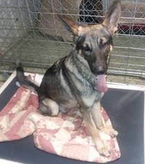 German Shepherd Dog Dogs for adoption in Iroquois, IL, USA
