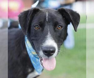 Labrador Retriever-Unknown Mix Dogs for adoption in San Antonio, TX, USA