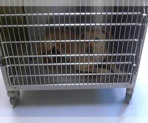 American Pit Bull Terrier-Unknown Mix Dogs for adoption in Fayetteville, NC, USA