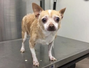 Chihuahua Dogs for adoption in GALLATIN, TN, USA